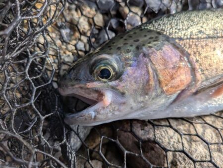 トラウト狙いリベンジ